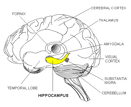 L’hippocampe dans votre cerveau